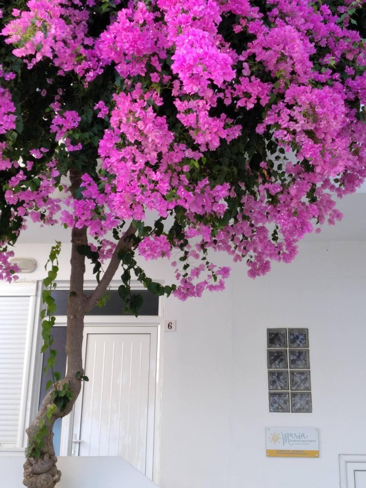 Maria Studios And Apartments شاراكي المظهر الخارجي الصورة