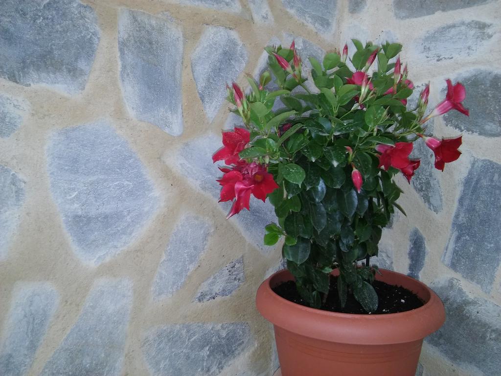 Maria Studios And Apartments شاراكي المظهر الخارجي الصورة